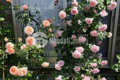 Nhỉnh 5 tỷ có nhà đẹp như biệt thự 60m2 5 tầng mặt tiền 4.5m lô góc 3 mặt thoáng