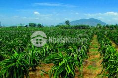 Hàng ngộp 5300m2 xã hồng thái, đường bê tông, cây lâu năm điện nước đầy đủ shr