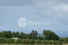 Bán hơn 2,5 ha đất vườn khu dân cư, sát bên farm bình sơn, liền kề kdl safari.