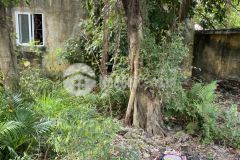 Đất cao viên 50m2,đường ô tô vào, giá chỉ 700tr