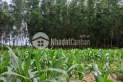 Đất bds tân phúc hàm tân 2,2 sào 1 tỷ bình thuận giá tốt lô 2 ql 1a dân cư tiện ích sinh lời cao