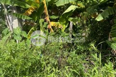 D635 bán đất hẻm 1 quốc lộ 14 thuộc xã hoà khánh daklak diện tích 6m x 29m