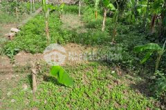 Cần bán 68m2 đất mt 5m xuân canh đông anh, đường 2 ô tô tránh, kinh doanh chỉ 3 tỷ.