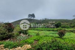 Đất mộc châu view đồi chè, khu hoa ban