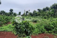 D589vpt bán lô đất sào gần hồ eakao tp buôn ma thuột