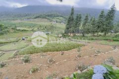 Đất nền y tý, đón sóng khu xây dựng