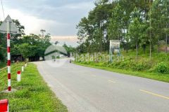 Đất cư chánh thuộc thành phố biệt phủ thảo nhi, trà cung đình vũ di