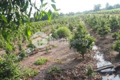 Cần bán gấp lô đất nông nghiệp hơn 10.000 m tại xã bình lợi, huyện bình chánh