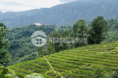 Bán đất nền y tý giá siêu rẻ chỉ từ 1trm2