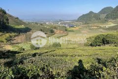 Cc cần tiền bán gấp mảnh đất 5000m2 tại tt nông trường mộc châu, giá đầu tư