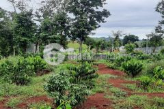 Bán lô đất sào gần hồ eakao tp buôn ma thuột giá 1,25 tỷ