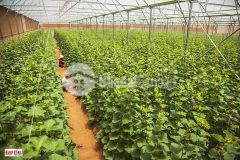 Đất vườn sổ riêng đối diện cổng kdl safari chỉ 600m, điện nước đầy đủ