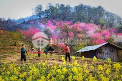 Bán đất sổ đỏ trung tâm kdl y tý bát xát lào cai tỉnh lộ 158, dt 510m2 chỉ 4trm2.