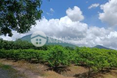 720tr đất vườn chính chủ suối đá dương minh châu tây ninh thành phố tây ninh