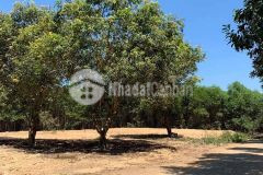 Lô đất lộc bổn đường quy hoạch 13m giá chỉ 6xx