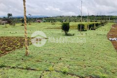 Bán đất bảo lộc lâm đồng, 100 thổ cư đã ra sổ, 100 1000m2 chỉ từ 600rnền. nh hỗ trợ vay 80