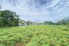 Bán gấp lô đất siêu phẩm có dt 3500m2 trong đó có 2000m2 thổ cư ở mường thung