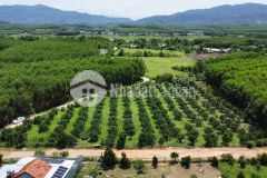 Bán vườn bưởi khánh bình gần tỉnh lộ 8c