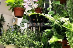 Giúp chủ giải bank, hxh, pháp lý chuẩn, đường số 14,phước bình, thủ đức, 55m2, nhỉnh 3 tỷ