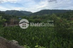 Cơ hội đầu tư sinh lời cực cao đất chiềng sơn, mộc châu, gần cao tốc, giá chỉ 700tr