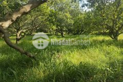 Đất bds xã sông phan hàm tân bình thuận 8 mẫu chỉ 7 tỷ chủ ngộp đất bằng phẳng