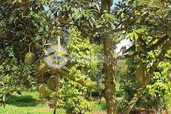 Bán 3 ha sầu riêng thôn 1 hòa thuận, tp buôn ma thuột. hàng hiếm