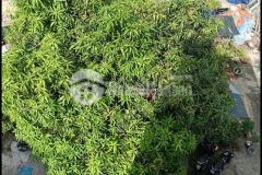 Siêu phẩm nhà 4 tầng btct 65m2 hxh 6m trước nhà view sân vườn rộng rãi giá chỉ 7 tỷ