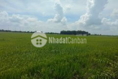 Bán đất mt quốc lộ 22,dt 3700m24288chỉ 8triệum2,tân hiệp hóc môn. lh0967399045