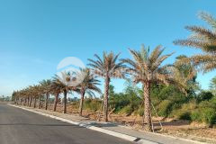 Sản phẩm đất nền tại trung tâm thị xã hoài nhơn chỉ với 999 triệu