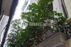 Bán nhà ngõ phan kế bính thông ngõ đào tấn giá chỉ hơn 6 tỷ