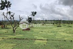 Đát thổ cư giá mềm dễ đầu tư gần các khu tiện ích du lịch