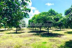 Cần bán 2 sào đất vườn trồng xoài ngay ubnd xã gia canh