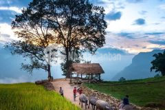 Mảnh đất sa pa 2 y tý nằm trong vùng đô thị mới sầm uất, trung tâm tương lai khai thác du lịch 4 m