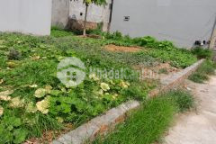 Bán đất trục chính kinh doanh xã quang tiến, kcn nội bài sóc sơn, lô 115m2 mt 15m.