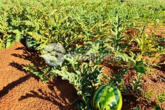 602.3m2 đất quy hoạch ont biển hoà thắng giá chỉ 2,7triệum².lh tôi có zalo ạ 0919626750