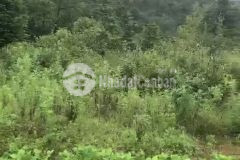 Siêu phẩm đất y tý thời điểm vàng cho nhà đầu tư