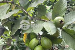 Đất chính chủ ninh sơn tp.tây ninh 6x50