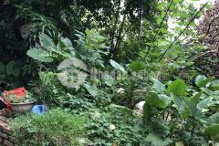 Cần bán đất cổ nhuế 231m 7xtỷ mặt tiền rộng ngõ thông full thổ cư đầu tư chia lô