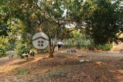 Vpb thanh lí 560tr1041m2 đất đang thu điều ở đầu becamex đồng phú