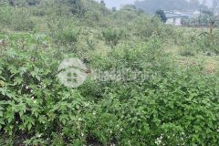 Đất hẻm chính cách mt lý chính thắng 30m giá đầu tư f0 gặp chính chủ