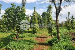 Bán 3 ha sầu riêng thôn 1 hòa thuận siêu đẹp.