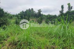 Bán gấp lô đất có dt 1ha trong đó có 300m2 thổ cư, giá chỉ vài trăm nghìnm2