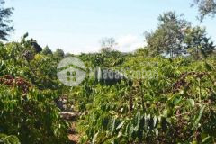 Bán hơn 6 sào đất xã cư né krông buk đăk lăk