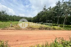 Thanh lí 1041m2570tr đất đang thu hoạch điều ở becamex đồng phú