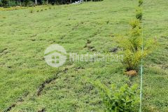 Cần bán lô đất bảo lâm lâm đồng mặt tiền đường thích hợp xây dựng nghỉ dưỡng. lh 0798581502 bé anh