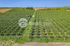 2546m2 giá 1ty1 đường rải đá 8m, có đường trên sổ đường vô tận đất cách cổng safari 300m shr