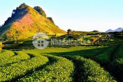 Sở hữu ngay 13000 m2 đất nền mộc châu vị trí kim cương