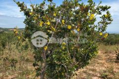 Bán lô đất 2883m2 thị trấn chợ lầu, cây lâu năm, cách biển 2km, lh 0937251240