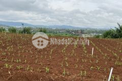 Bán lô đất nền 142m2. 100m thổ cư. view sông đa nhim tại xã đạ ròn đơn dương. giá 879 triệu.