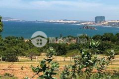 Đất hòa thắng 6500m2 đường lộ 716 đang canh tác trồng tràm. sổ sẵn, công chứng ngay